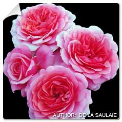 Roseira 'Rose de Bayonne'